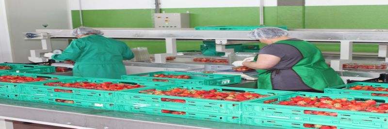 Soutos da Vila - Sociedade Agro-Comercial de Castanha, Lda - supplier and manufacturer from Portugal