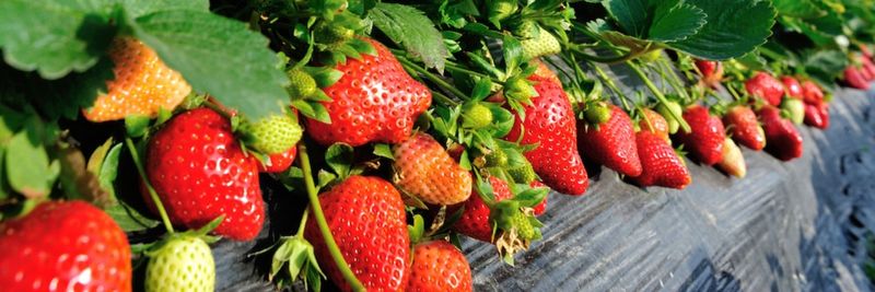 Titan Frozen Fruit - supplier and manufacturer from 미국