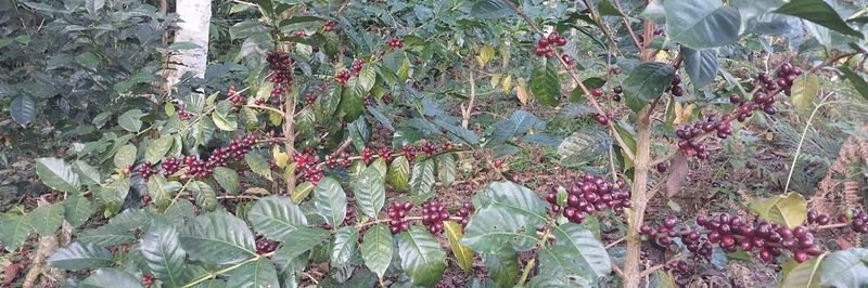 SALDAC - supplier and manufacturer from 프랑스