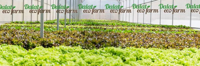 Da Lat Ecofarm Trading Services Company Limited - supplier and manufacturer from 베트남
