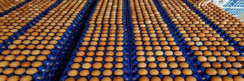 Acorn Poultry - supplier and manufacturer from 남아프리카공화국