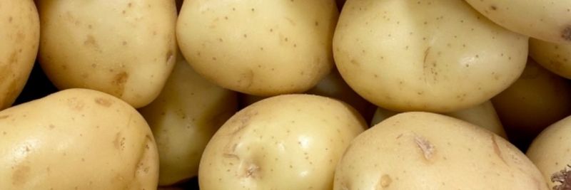 AARDAPPELHANDEL VINDEVOGEL - supplier and manufacturer from 벨기에