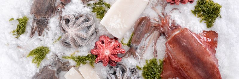 Seachamp International Export Corp. - supplier and manufacturer from 필리핀