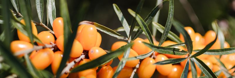 BalticSeaberry - supplier and manufacturer from Latvia