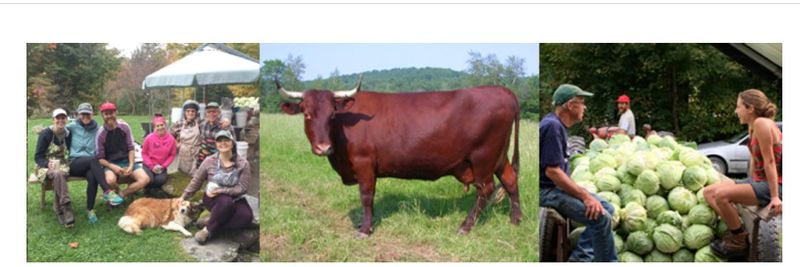 Flack Family Farm - supplier and manufacturer from 미국