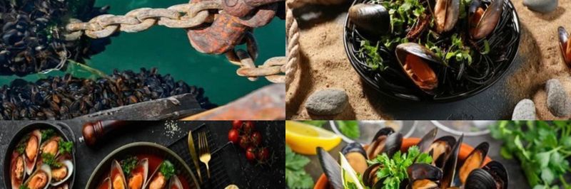 Brixham Sea Farms Limited - supplier and manufacturer from United Kingdom