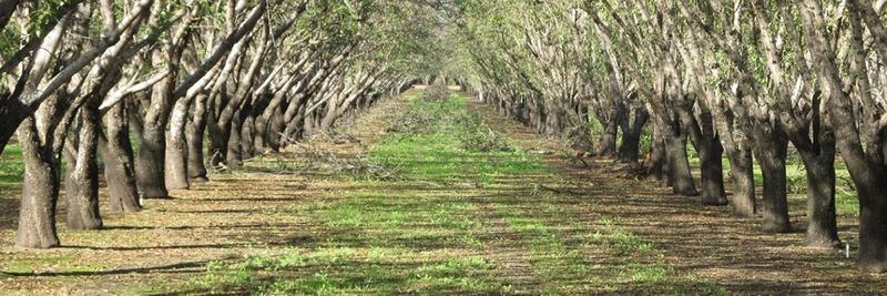 Blue Diamond Growers - supplier and manufacturer from 미국
