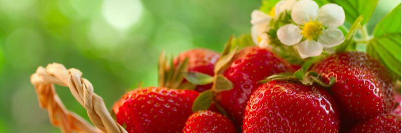Green Food - supplier and manufacturer from 아르메니아