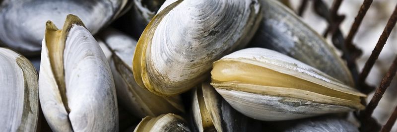 W&R Fisheries - PEI Coastline Shellfish - supplier and manufacturer from 캐나다