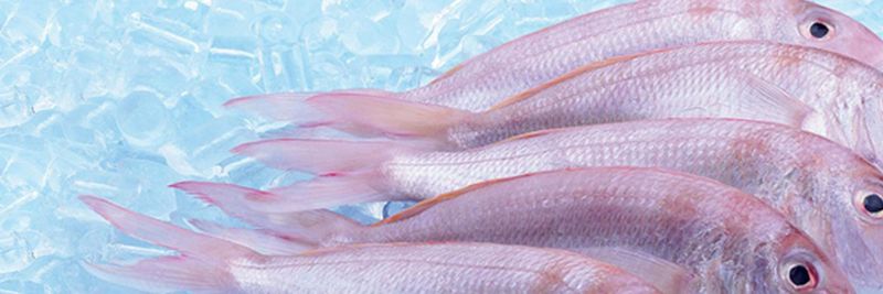 Goan Fresh Marine Exports Pvt Ltd - supplier and manufacturer from India