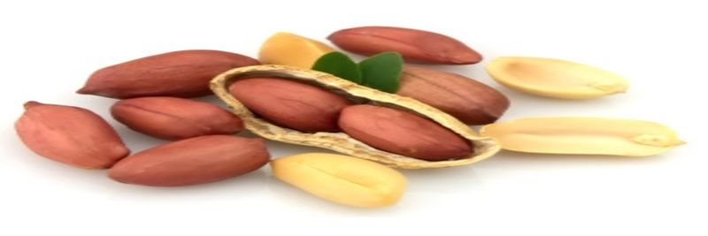 Date Palm Ltd - supplier and manufacturer from 불가리아