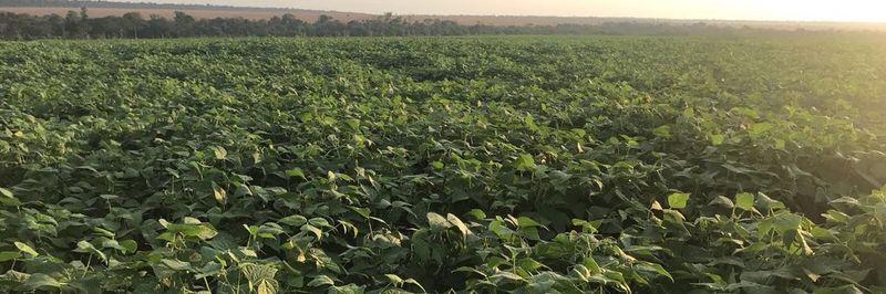 Br Pulses Comercio Importacao e Exportacao Ltda. - supplier and manufacturer from 브라질