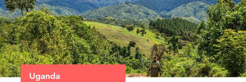 Great Lakes Coffee Co. Ltd - supplier and manufacturer from Uganda