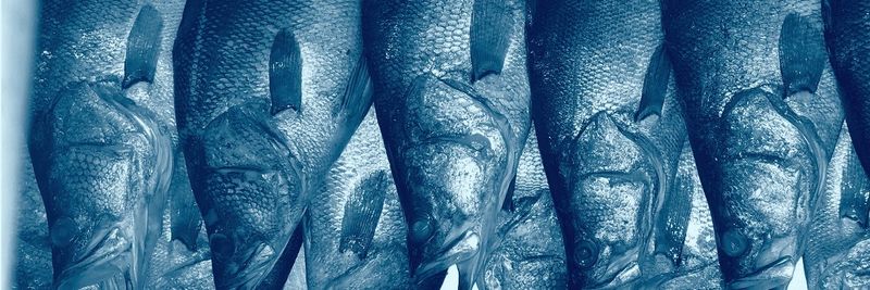 Natures Fish Limited - supplier and manufacturer from 탄자니아
