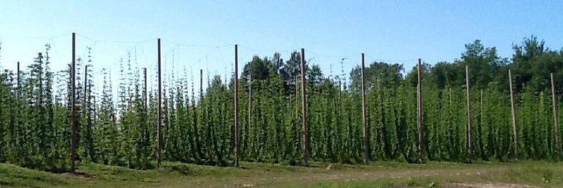 black creek hops - supplier and manufacturer from United States