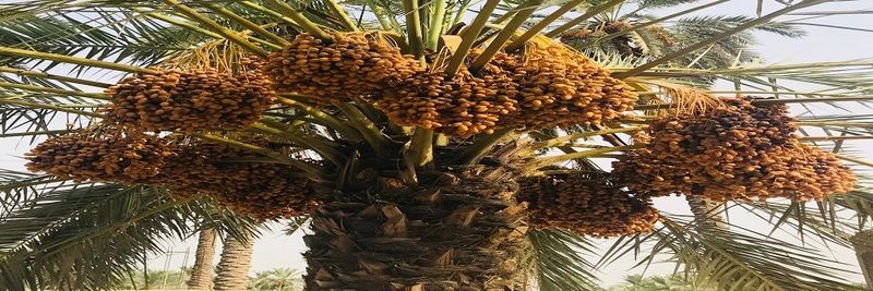 Aseel Dates Pakistan - supplier and manufacturer from Pakistan