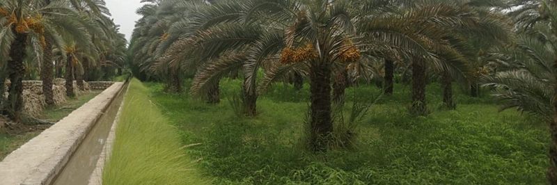 New Lal Shahbaz - supplier and manufacturer from 파키스탄