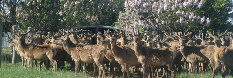 Oz Antler - supplier and manufacturer from 호주