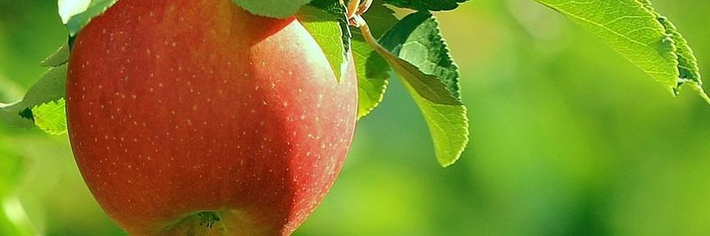 Norfolk Fruit Growers' Association - supplier and manufacturer from 캐나다