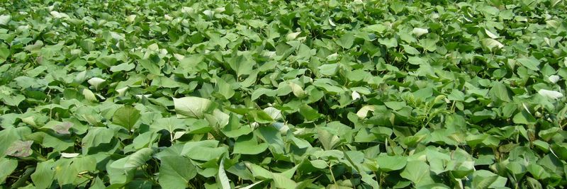 S.M.P. Southeast Marketing/Edmondson Farms - supplier and manufacturer from 미국