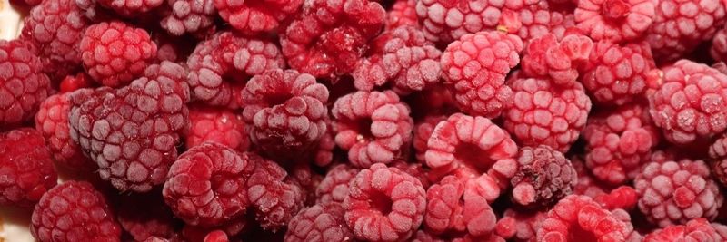STARNET D.O.O. P.J. (FROZEN BERRIES) - supplier and manufacturer from Bosnia and Herzegovina