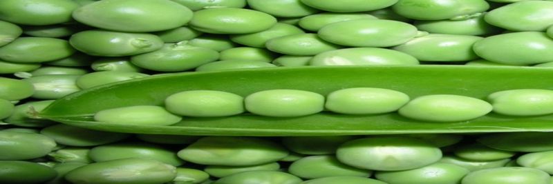 Al Marjan Exporters Ltd - supplier and manufacturer from 우간다