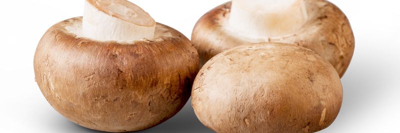 Thomas Mushroom & Specialty Produce IV LLC - supplier and manufacturer from 미국