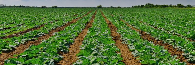 King Fresh Planting Vegetable Joint Industry - supplier and manufacturer from 중국
