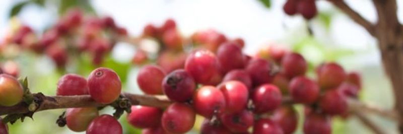 JURU Coffee - supplier and manufacturer from 르완다