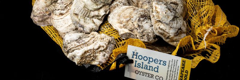 Hoopers Island Oyster Aquaculture Company, LLC - supplier and manufacturer from 미국