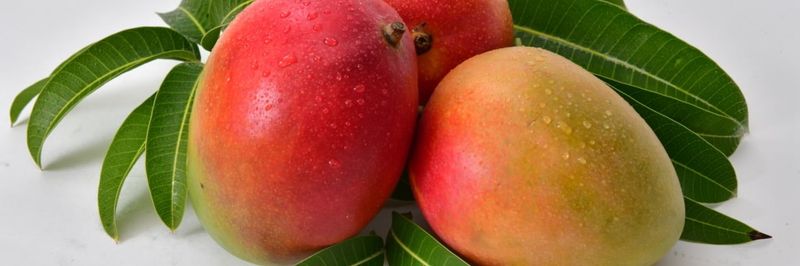 Frutas Los Cursos - supplier and manufacturer from 스페인