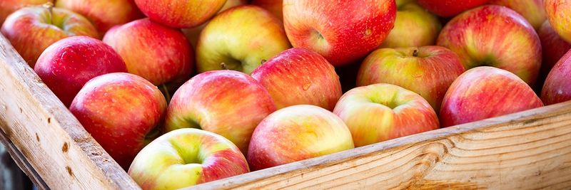 Castel Frutas - supplier and manufacturer from 브라질