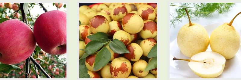 Botou Dongfang Fruit - supplier and manufacturer from 중국