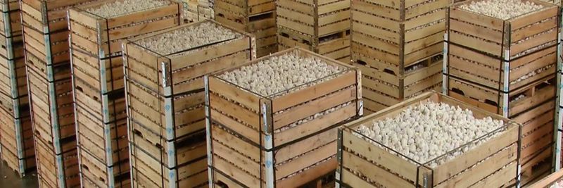 Organic World, LLC - supplier and manufacturer from 미국