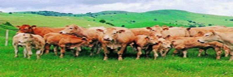 Nolan Meats - supplier and manufacturer from 호주