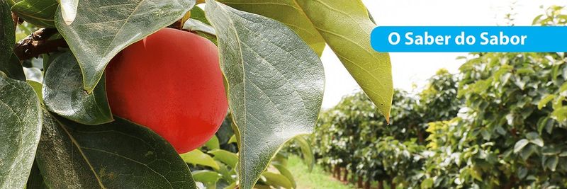 Luís Sabbo - Frutas do Algarve Lda. - supplier and manufacturer from 포르투갈