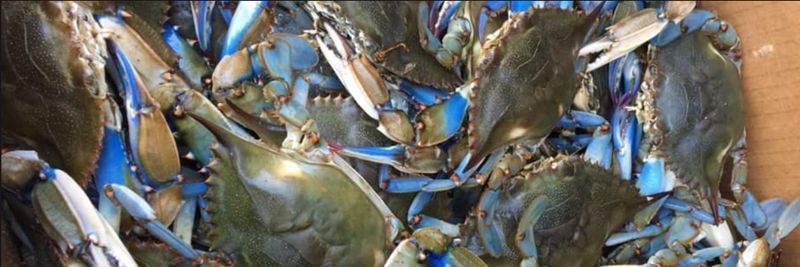 La Blue Crab & Crawfish - supplier and manufacturer from United States