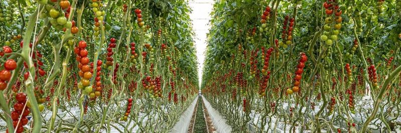 Red Star - supplier and manufacturer from Netherlands