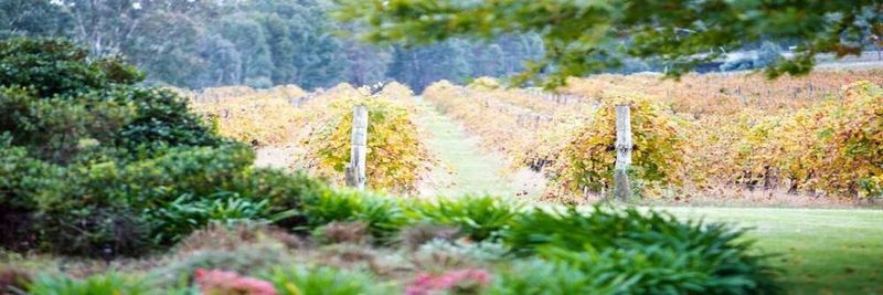 All Saints Estate - supplier and manufacturer from 호주