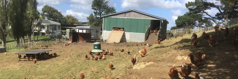 Aotearoa Free Range Eggs Limited - supplier and manufacturer from 뉴질랜드
