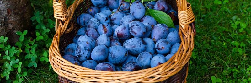 organic prunes - supplier and manufacturer from 미국