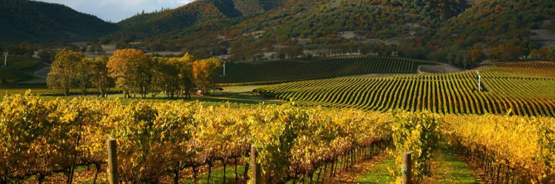 Storybook Mountain Vineyards - supplier and manufacturer from 미국