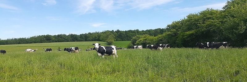 Mapleton's Organic Dairy - supplier and manufacturer from 캐나다