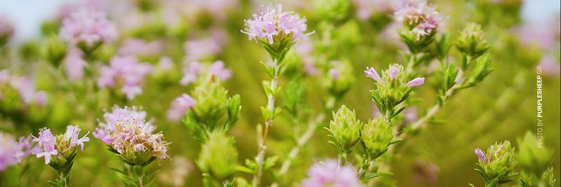 Cyclades Organics - supplier and manufacturer from 그리스
