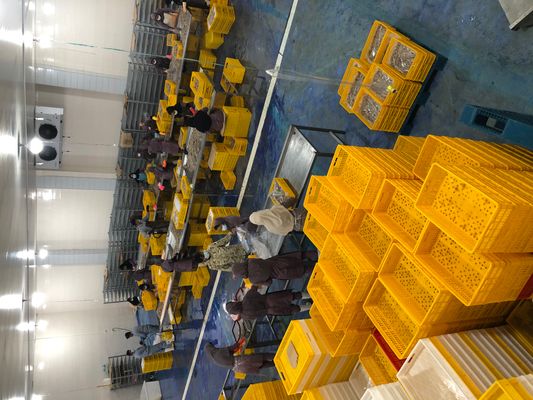 fanoos makran - Verified supplier and manufacturer from Iran