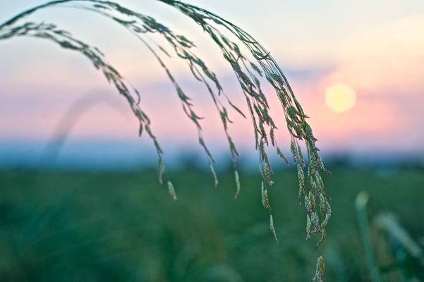 The Teff Company - Verified supplier and manufacturer from 미국