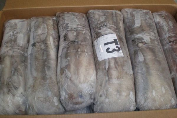 El veth pour la peche et le commerce - Verified supplier and manufacturer from 모리타니