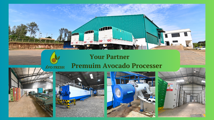 AvoFresh - Verified supplier and manufacturer from Kenya