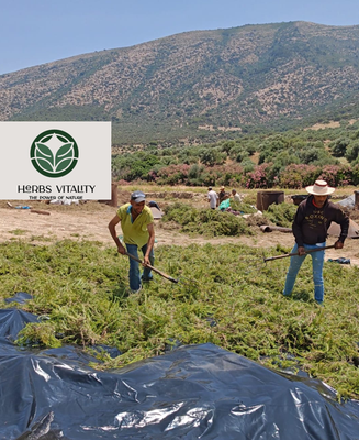 GREEN HERBS VITALITY - Verified supplier and manufacturer from 튀니지