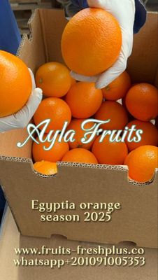 AYLA FRUITS FOR EXPORT - Verified supplier and manufacturer from 이집트